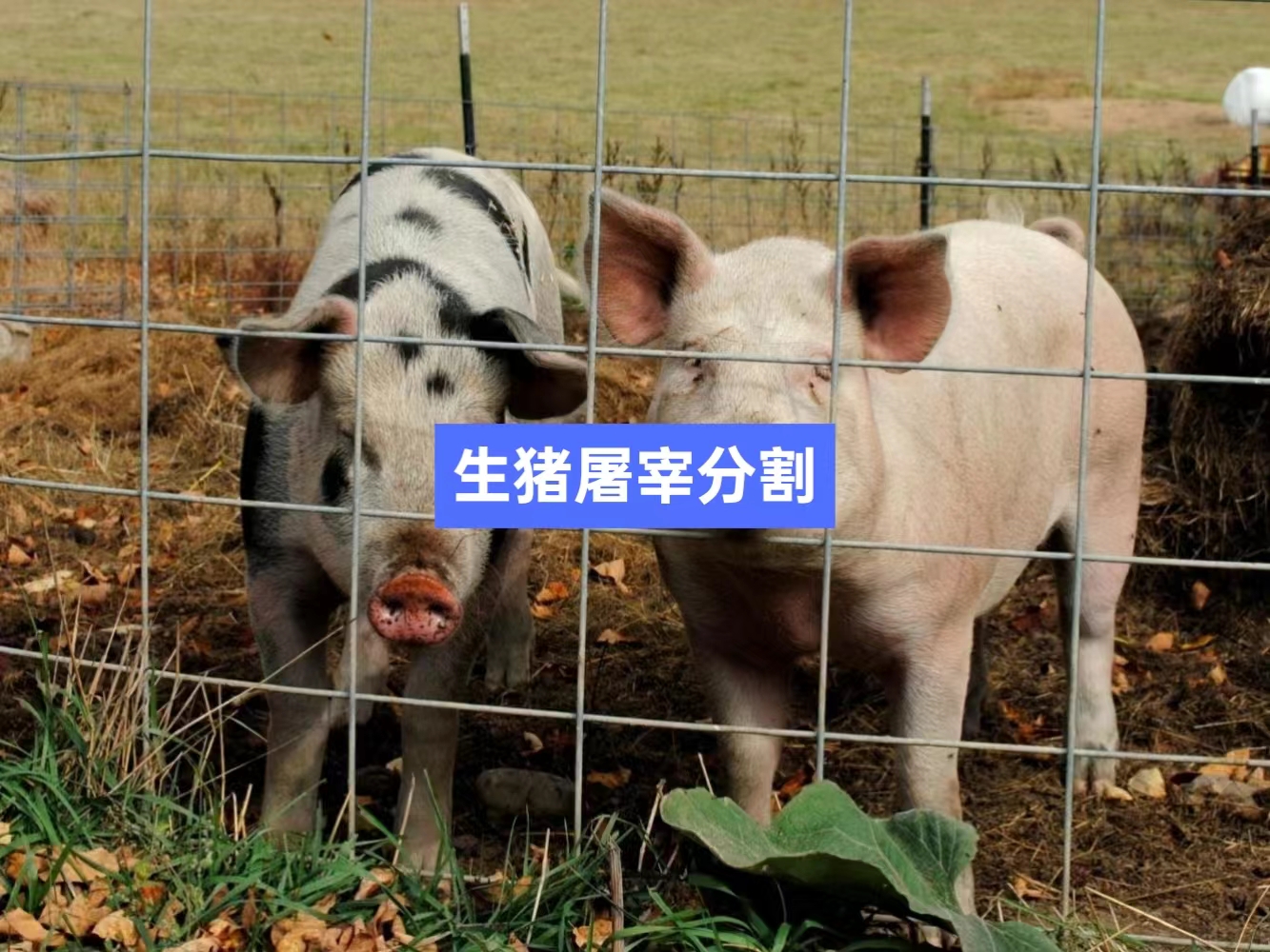 生豬屠宰分割信息化管理軟件系統(tǒng)_肉聯(lián)廠屠宰場(chǎng)管理系統(tǒng)_屠宰追溯管理系統(tǒng)_mes生產(chǎn)管理系統(tǒng)_wms倉(cāng)儲(chǔ)管理系統(tǒng)