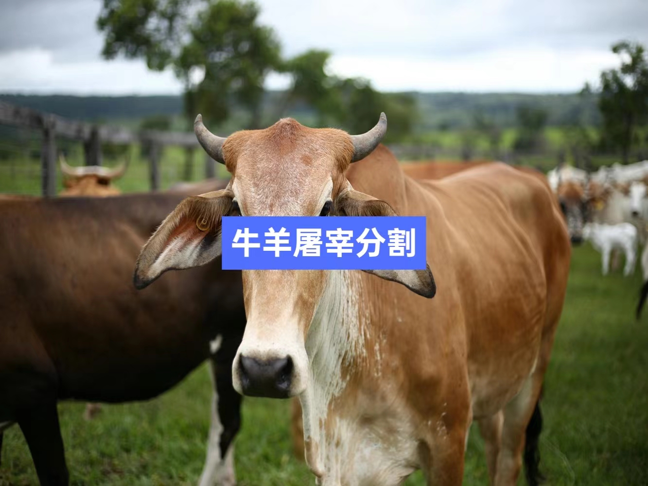 牛羊屠宰分割信息化管理軟件系統(tǒng)_肉聯(lián)廠屠宰場(chǎng)管理系統(tǒng)_屠宰追溯管理系統(tǒng)_mes生產(chǎn)管理系統(tǒng)_wms倉(cāng)儲(chǔ)管理系統(tǒng)